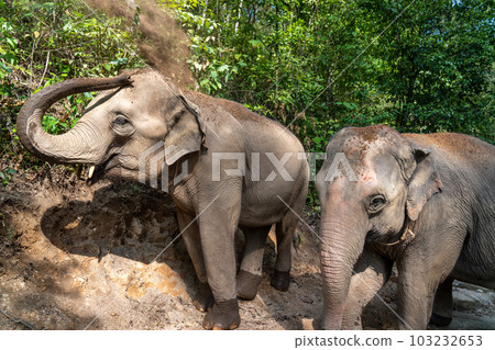 Elephant using his trunk to spray dirt on his back Elephant using his trunk to spray dirt on his back 103232653