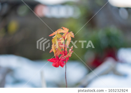 autumn leaves in winter autumn leaves in winter 103232924