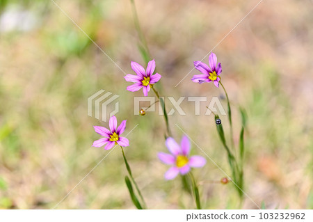 Welcome Welcome 103232962