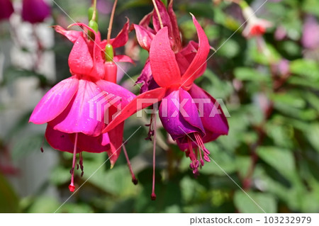 Fuchsia Shooff (Onagraceae) 女士耳環 Fuchsia Shooff (Onagraceae) 女士耳環 103232979