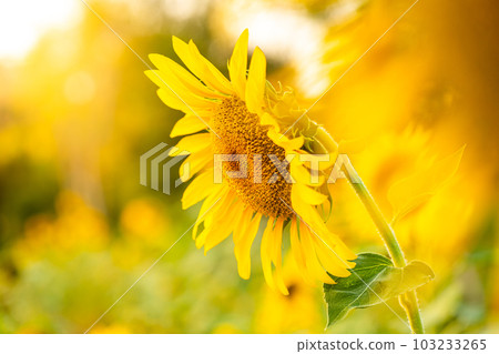 Beautiful of blooming sunflowers against blurry sunset golden light Beautiful of blooming sunflowers against blurry sunset golden light 103233265