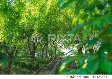 Higashiyama Zoo and Botanical Gardens, Corridor of fresh green cherry blossoms <Nagoya City, Aichi Prefecture> 103233410