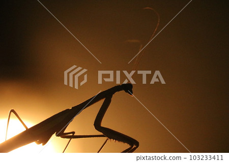 Mantis mantis insect shadow 103233411