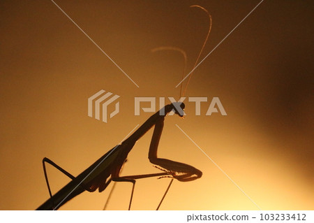 Praying mantis cool insect 103233412