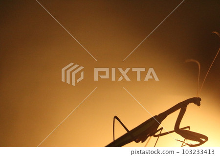 Mantis light and shadow insect 103233413