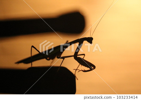 光影螳螂 103233414