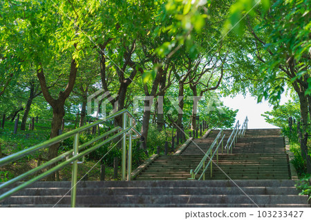 Higashiyama Zoo and Botanical Gardens, Corridor of fresh green cherry blossoms <Nagoya City, Aichi Prefecture> 103233427