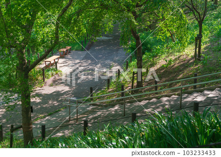Higashiyama Zoo and Botanical Gardens, Corridor of fresh green cherry blossoms <Nagoya City, Aichi Prefecture> 103233433