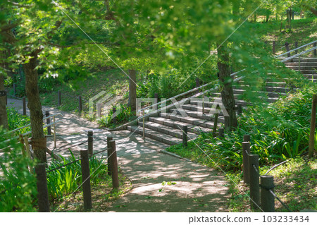 Higashiyama Zoo and Botanical Gardens, Corridor of fresh green cherry blossoms <Nagoya City, Aichi Prefecture> 103233434