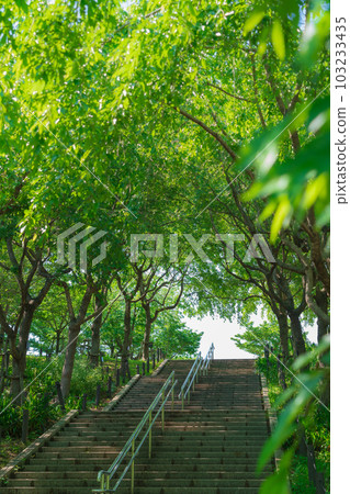 Higashiyama Zoo and Botanical Gardens, Corridor of fresh green cherry blossoms <Nagoya City, Aichi Prefecture> 103233435