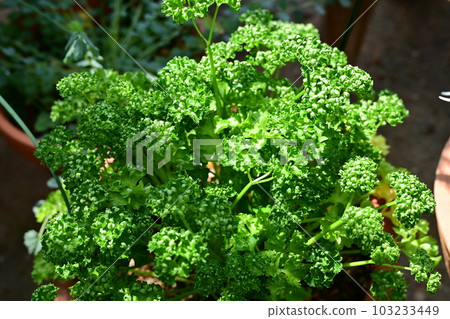 Potted parsley (Apiaceae) 103233449