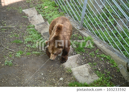 【瑞士】伯爾尼熊園 103233592