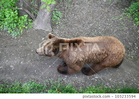 【瑞士】伯爾尼熊園 103233594