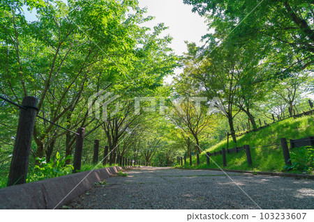 東山動植物園 新綠櫻花迴廊<愛知縣名古屋市> 103233607
