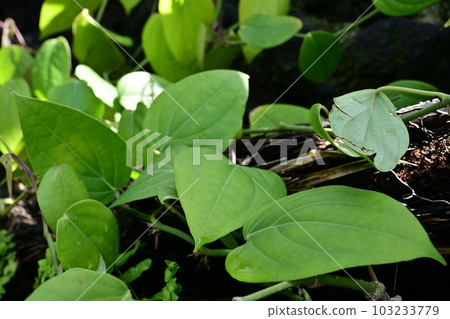 Pepper (Pepperaceae) leaves and scent Pepper (Pepperaceae) leaves and scent 103233779