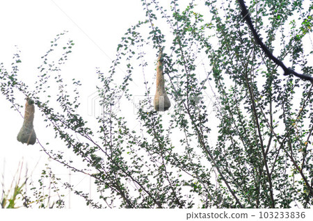 bird nest , bird nest on the tree bird nest , bird nest on the tree 103233836