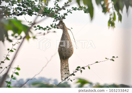 bird nest , bird nest on the tree bird nest , bird nest on the tree 103233842