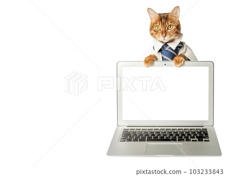 Cat in a shirt and tie with a laptop on the background. Cat in a shirt and tie with a laptop on the background. 103233843