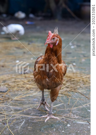 The Rhode Island red hen is stay and relax in asia farm garden The Rhode Island red hen is stay and relax in asia farm garden 103233861