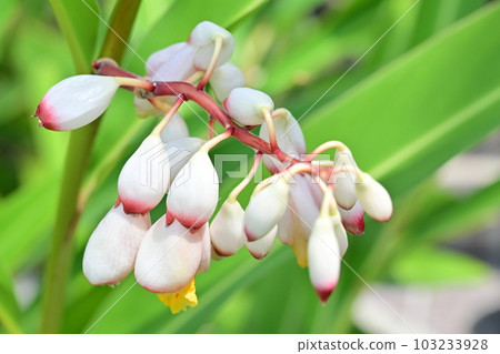 Alpinia (Zingiberaceae) Flower distributed from Southeast Asia to Okinawa Alpinia (Zingiberaceae) Flower distributed from Southeast Asia to Okinawa 103233928