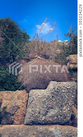 Antique stones with bushes of dry grass on Carian trail in Turkey, Knidos, Karia Yolu Antique stones with bushes of dry grass on Carian trail in Turkey, Knidos, Karia Yolu 103234229