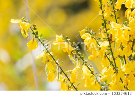 Close up yellow flowers of Cytisus scoparius, syn. Sarothamnus scoparius, common broom or Scotch Close up yellow flowers of Cytisus scoparius, syn. Sarothamnus scoparius, common broom or Scotch 103234613