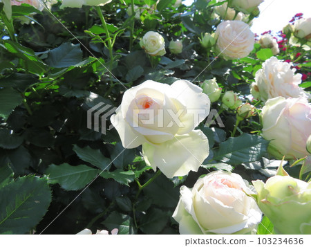 Spring Rose Blanc Pierre de Ronsard 103234636
