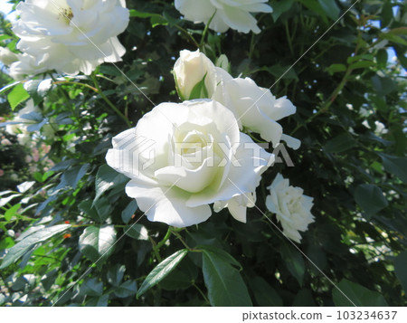 spring rose iceberg 103234637