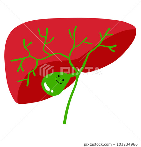 Illustration of a healthy liver and gallbladder 103234966