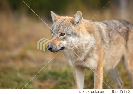 Beautiful female grey wolf standing in the forest 103235150
