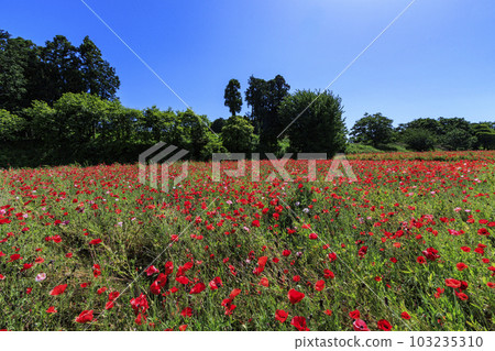 盛開的鮮味山公園罌粟 103235310