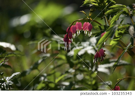 Kenmasou Taitsurisou Bleeding Heart Kenmasou Taitsurisou Bleeding Heart 103235343