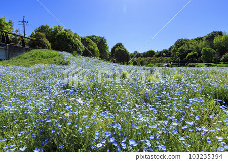 Umamikyuryo Park Nemophila Hill 盛開 Umamikyuryo Park Nemophila Hill 盛開 103235394