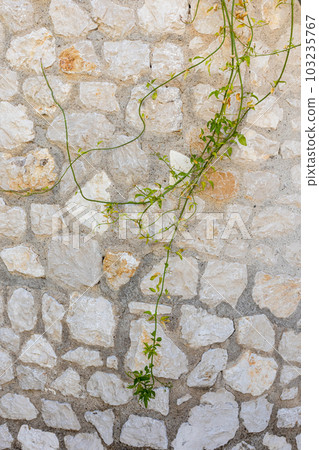 Green vine on village house stone wall, pattern Green vine on village house stone wall, pattern 103235767