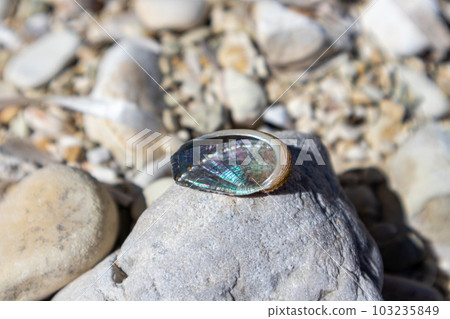 Nacre spiral sea shell close-up on pebble beach 103235849