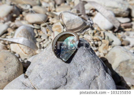Nacre spiral sea shell close-up on pebble beach 103235850