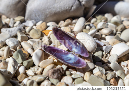 Bivalve purple sea shell close-up on pebble beach 103235851