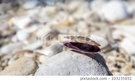 Bivalve purple sea shell close-up on pebble beach 103235852