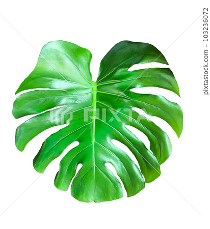 Monstera leaf isolated from background Monstera leaf isolated from background 103236072