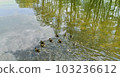 group ducklings swim 001 103236612