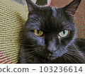 Black Cat 001 103236614