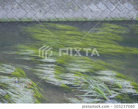 Rivers and algae. Tokyo rivers. 103237080