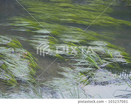 river and algae river and algae 103237081