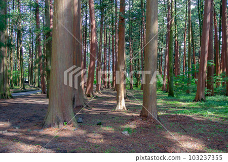 cedar cedar 103237355