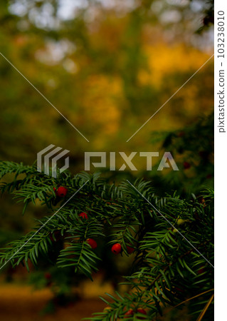 Yew berry. Taxus Yew Shrubs. Red berries on yew tree branch in the garden in autumn. Seasonal holidays. Nature bright autumnal harvest close-up 103238010