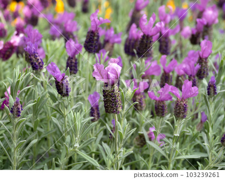 lavender flower seedlings 103239261