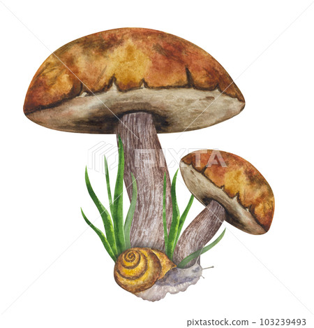 Boletus edible forest mushroom. Snail, green grass. Botanical drawing. Hand-drawn watercolor illustration isolated on white background. For card, poster Boletus edible forest mushroom. Snail, green grass. Botanical drawing. Hand-drawn watercolor illustration isolated on white background. For card, poster 103239493