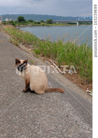 Siamese cat sitting on embankment Siamese cat sitting on embankment 103239699