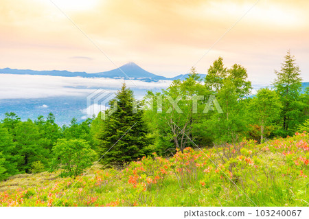 [Mt. Fuji] Mt. Fuji, Japanese azalea and sea of clouds at sunrise seen from Mt. Amari in early summer [Yamanashi Prefecture] 103240067