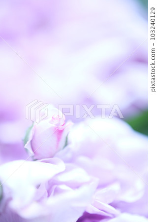 可愛的玫瑰花蕾 103240129